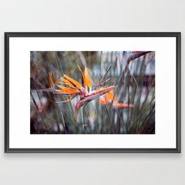 Bird of Paradise Photography Tropical Decor Framed Art Print