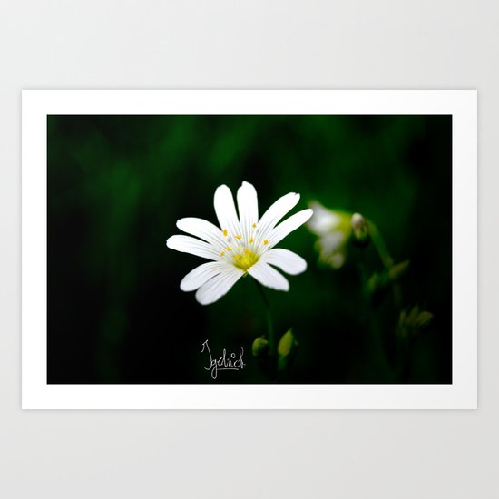 White Flower Art Print
