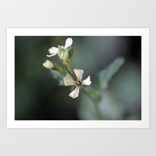 Gentle Soul Art Print