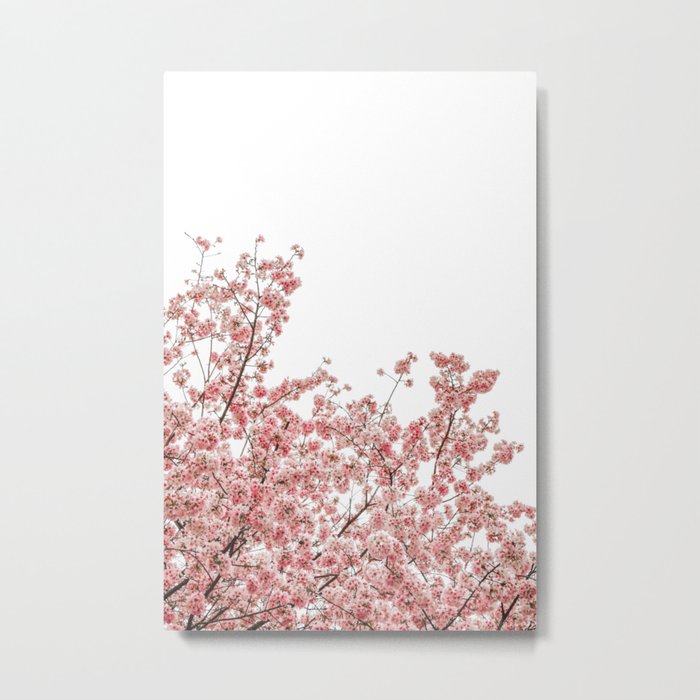 Cherry Blossoms (Color) Metal Print