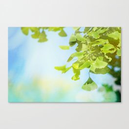 Ginkgo Blue Sky & Bright Green Canvas Print