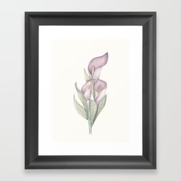 Mauve Calla Lily Framed Art Print