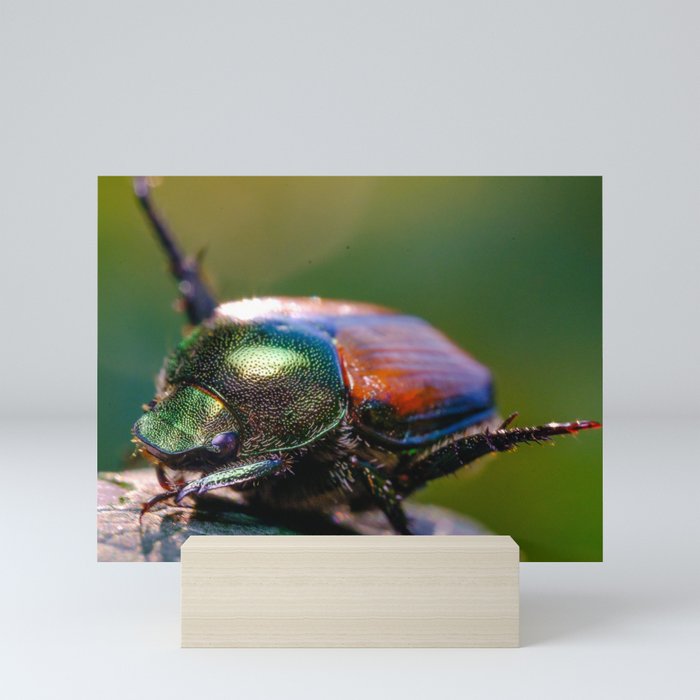 Beetle Yoga. Japanese Scarab Beetle Macro Photograph Mini Art Print