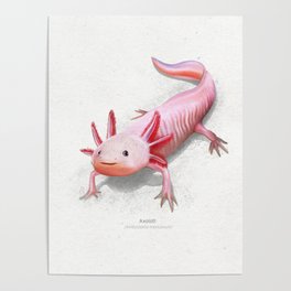 Axolotl scientific illustration art print Poster