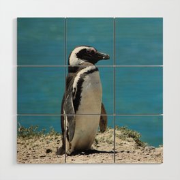 Argentina Photography - Beautiful Magellanic Penguin At The Ocean Shore Wood Wall Art