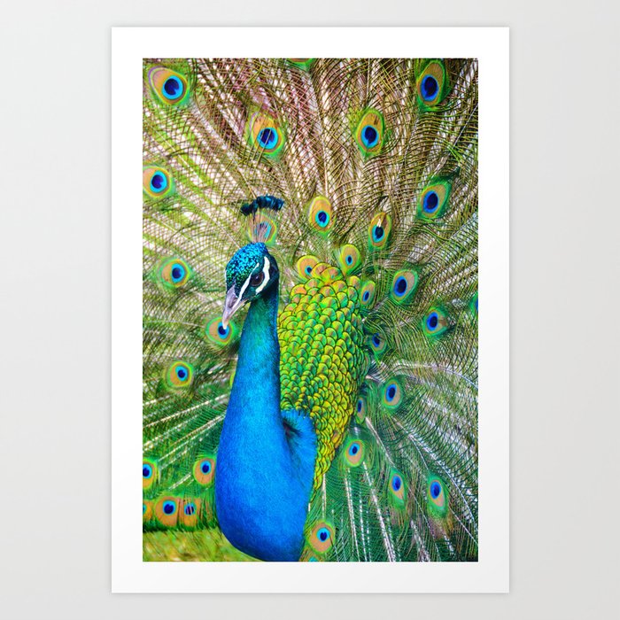 Beautiful Peacock Color Art Print By Nocolordesigns Society6 Beautiful peacock statues for lawn and garden: beautiful peacock color art print by nocolordesigns