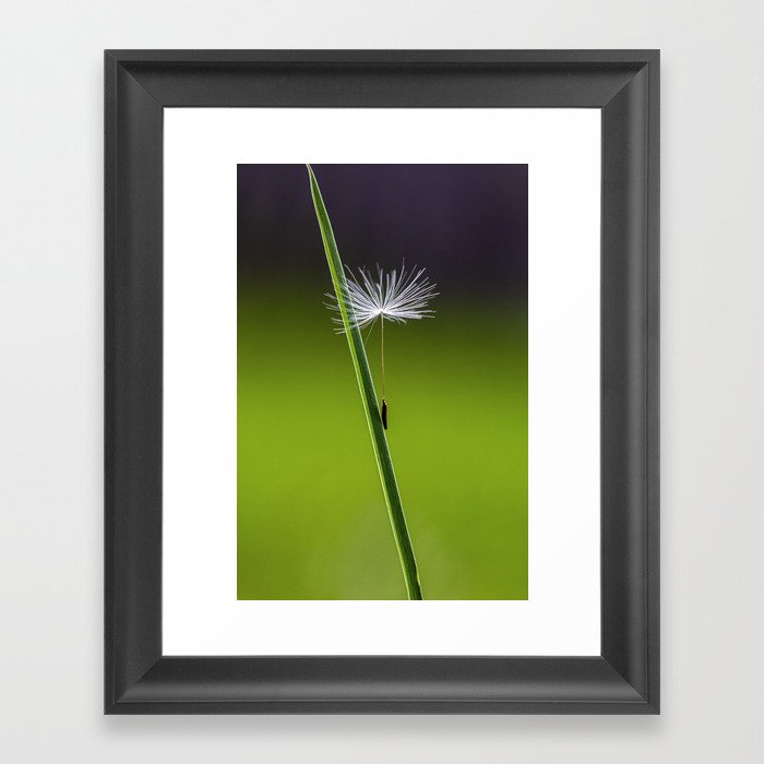 dandelion seed Framed Art Print