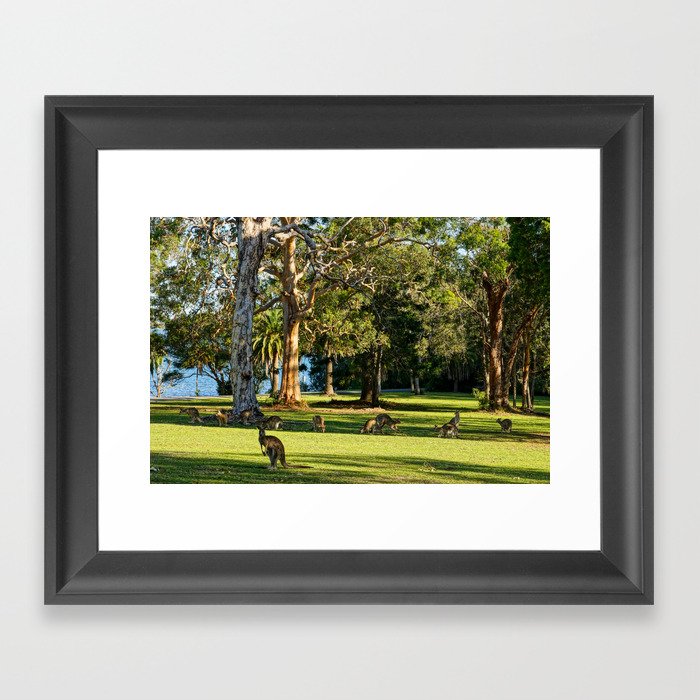 Mob of Eastern Grey Kangaroos Framed Art Print