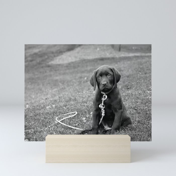 B&W Puppy Mini Art Print