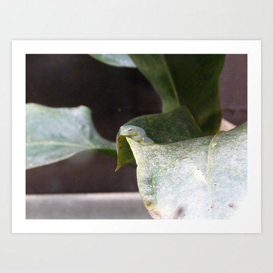 The invisible frog Art Print