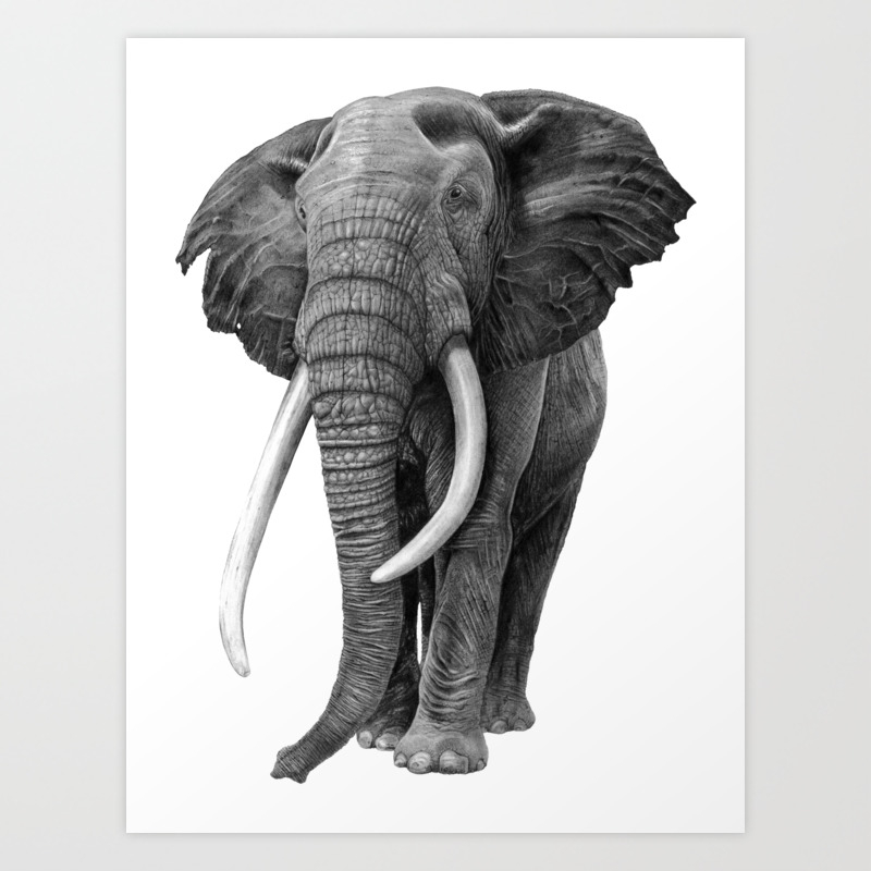 Bull Elephant Drawing In Pencil Art Print By Sean Fleming Society6