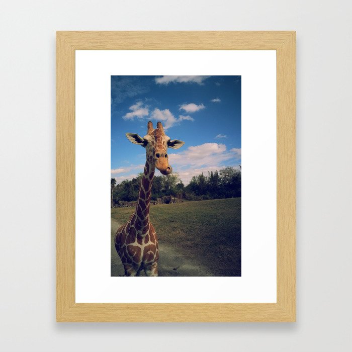 Giraffe safari Framed Art Print