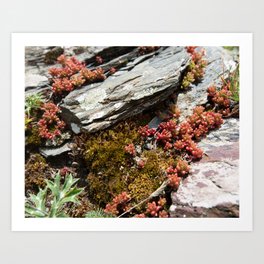 Red Succulent on Rock in Spanish Mountains | Pyrenees Art Print