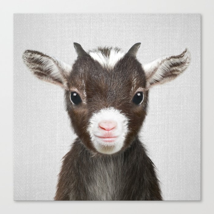 Baby Goat Colorful Canvas Print By Galdesign Society6
