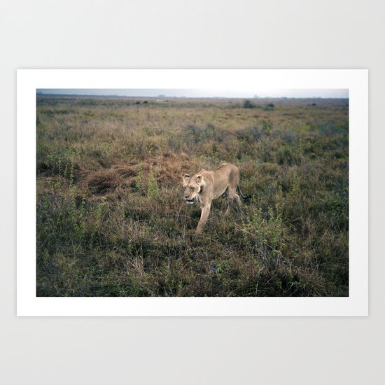 Lone Lion. Art Print