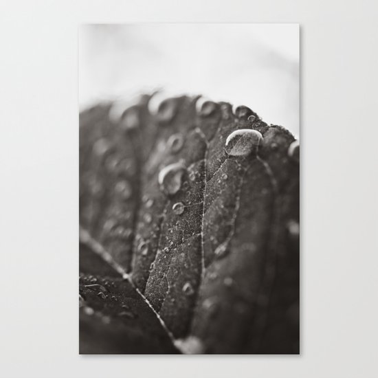 Droplets Canvas Print