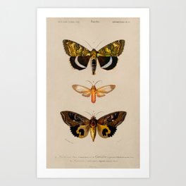 Butterflies 1936 Illustration Art Print