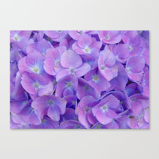 Hydrangea lilac Canvas Print