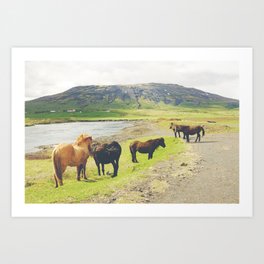 Icelandic Horses in Laugarvatn, Iceland  Art Print