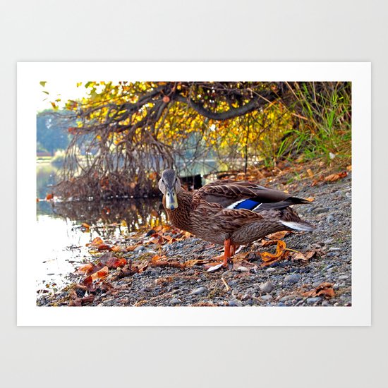 Wapato duck Art Print