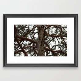 Pine Framed Art Print