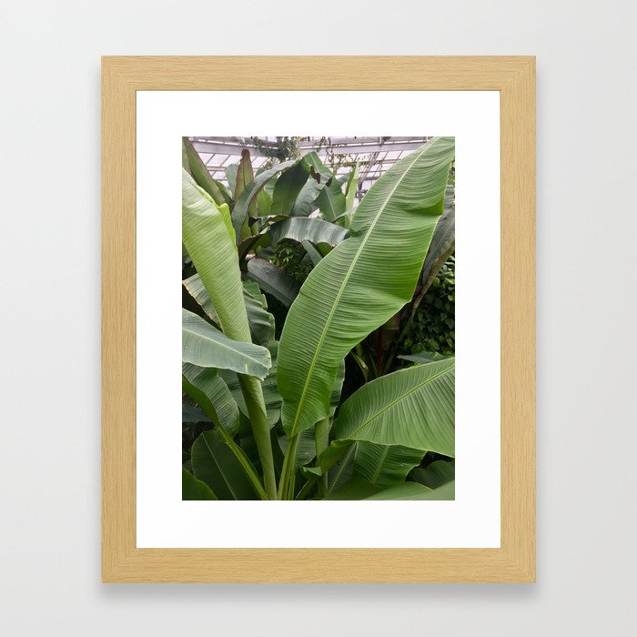 Tropical Plant Framed Art Print