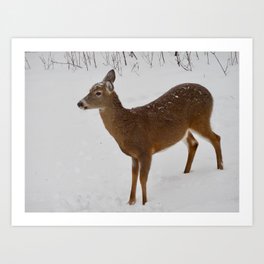 Snow capped deer Art Print | Deer, Christmas, Snow, Cybelecirie, Wildlife, Animal, Holiday, Newengland, Enchanting, Photo 