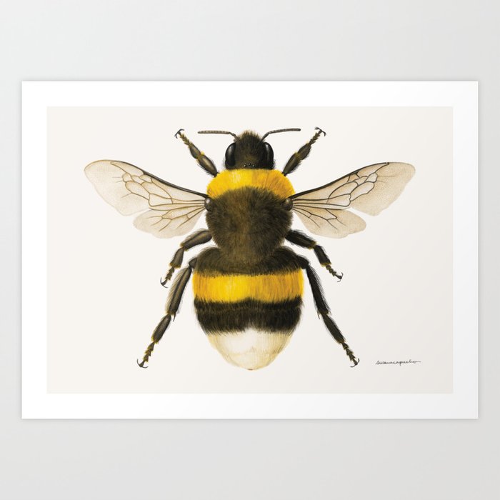Bumblebee (Bombus terrestris) Art Print