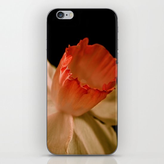 Orange and white Daffodil iPhone & iPod Skin