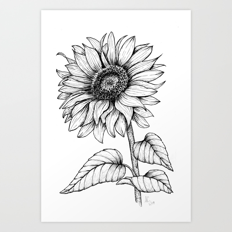 Giant Sunflower In Black Ink On White Background Art Print By