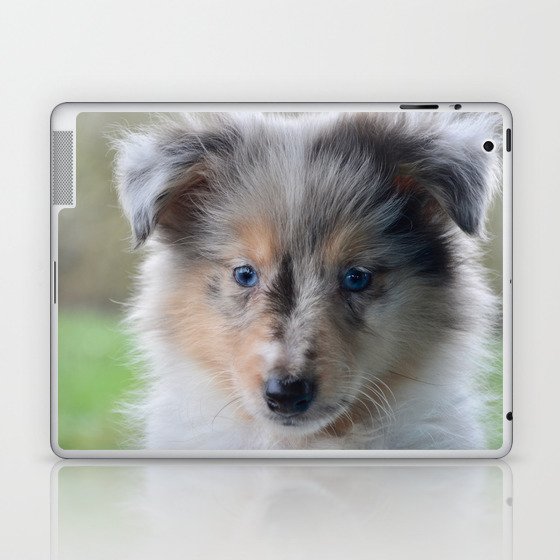 Shetland sheepdog blue eyes new arrivals