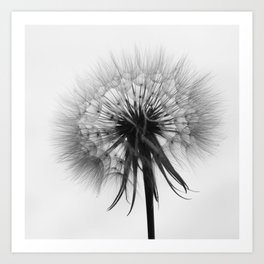 Dandelion - Photography black & white Art Print