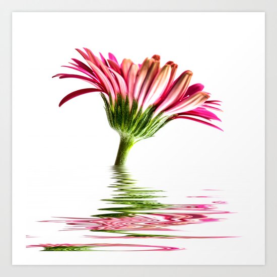 Pink Gerbera Flood 2 Art Print