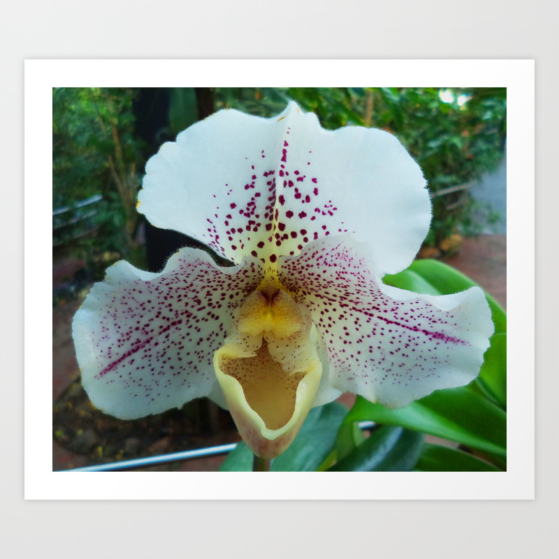 Floral Decor Tiger Orchid Art Print By Myparis2016 Society6