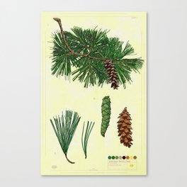 Eastern White Pine Collection Canvas Print