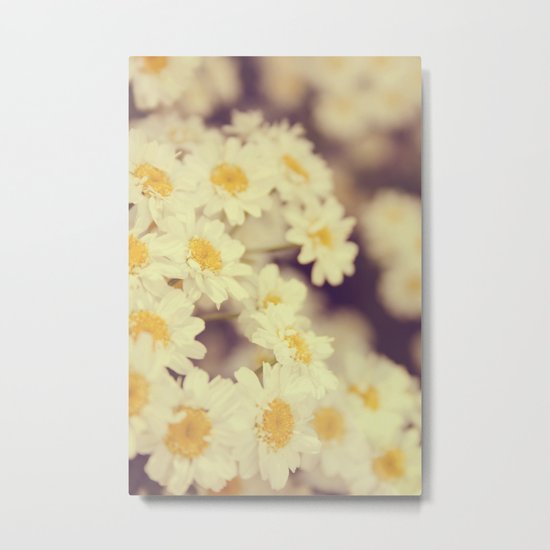Daisy Heaven Metal Print