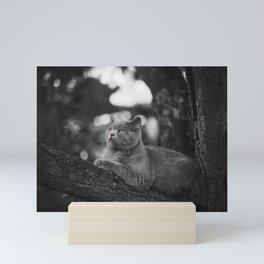 Cute grey old cat on the tree waiting for mom Mini Art Print