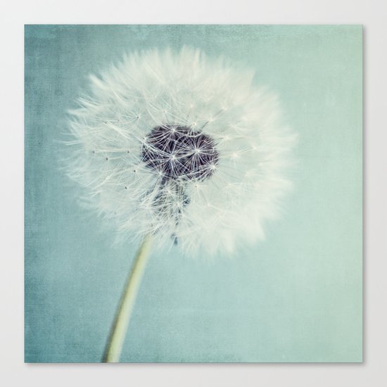 Dandelion Canvas Print