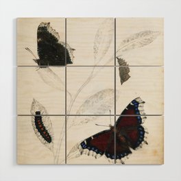 Butterfly metamorphosis by Philip Henry Gosse, 1833  Wood Wall Art