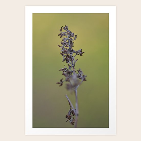 Pods Art Print