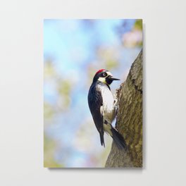 Acorn Woodpecker 2 by Reay of Light Metal Print