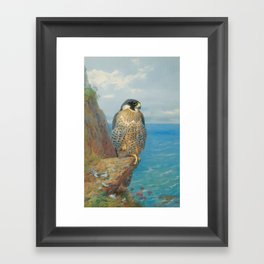 Peregrine at Auchencairn by Archibald Thorburn, 1923 (benefitting The Nature Conservancy) Framed Art Print