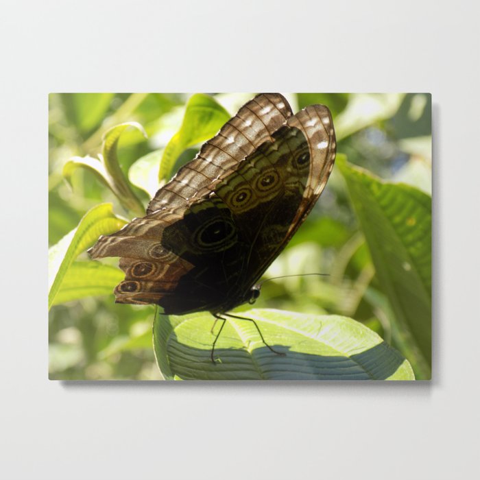 butterfly bathing in the sunlight Metal Print