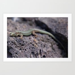 Green Lizard on Rock | Madeira Art Print