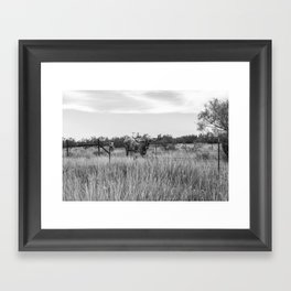 Texas Longhorn Cattle Photography Framed Art Print