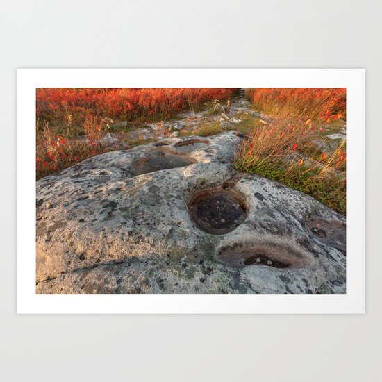 Autumn Huckleberry Fossil Art Print
