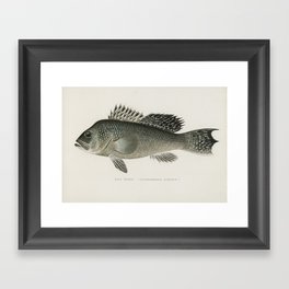 Sea Bass Framed Art Print