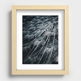 Peacock Feathers Black and White Recessed Framed Print