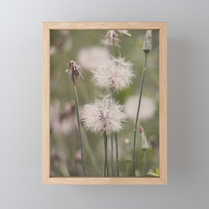Dandelion Framed Mini Art Print