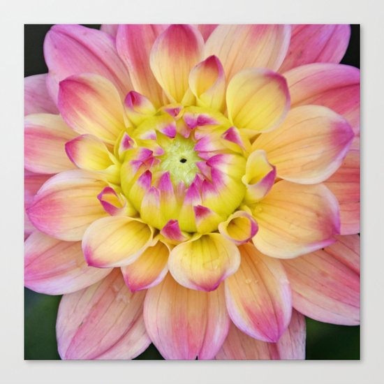 Pink Yellow Dahlia Close up Canvas Print